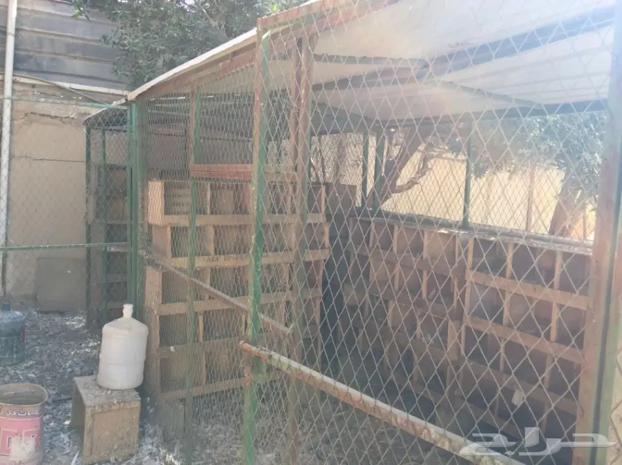 شبك بقلاوة للبيع (image 2)