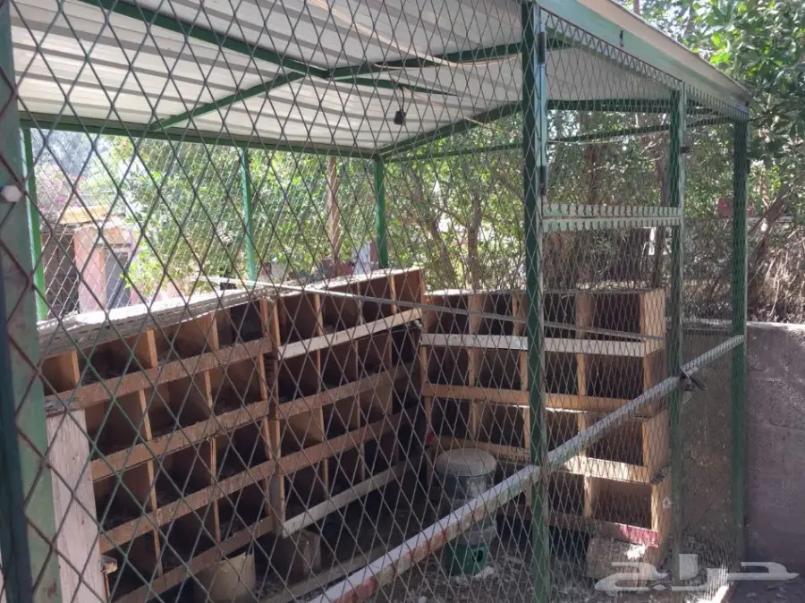 شبك بقلاوة للبيع (image 3)