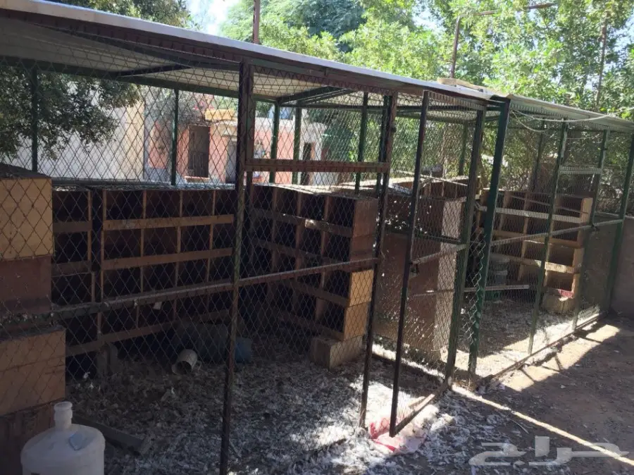 شبك بقلاوة للبيع (image 9)