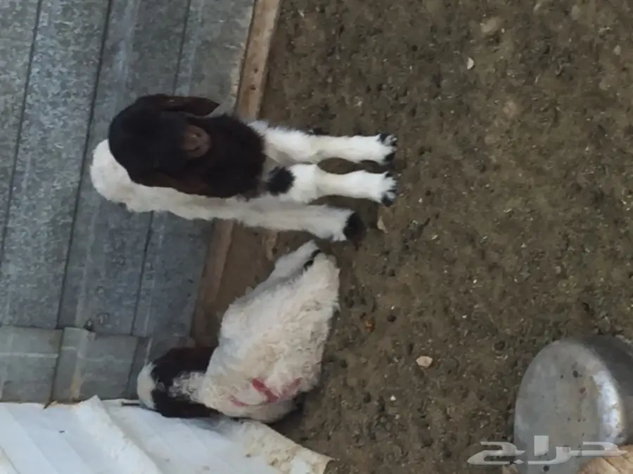 خروف ورخله دواغير ب350 