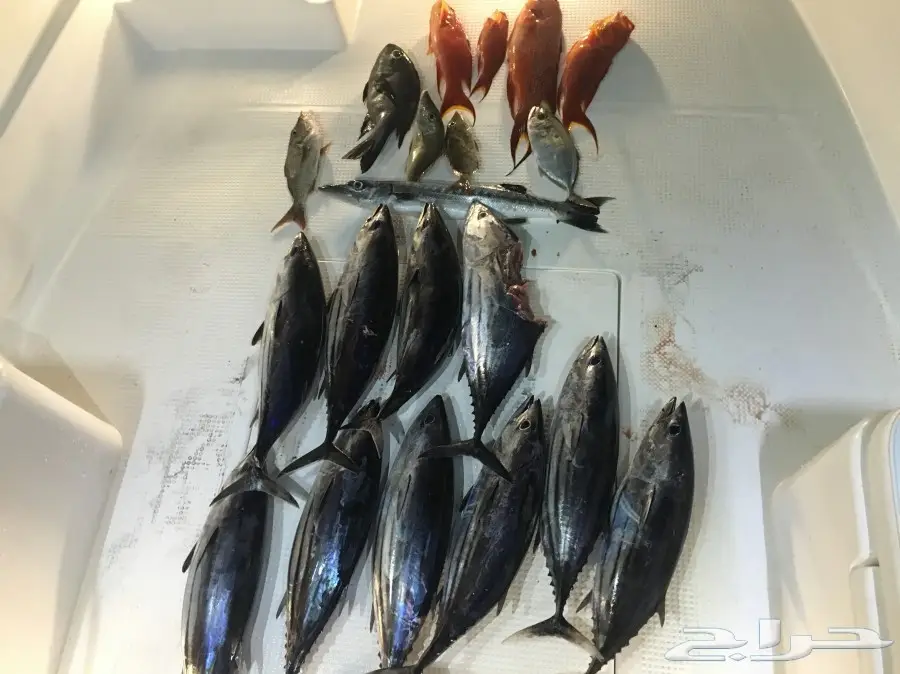 ايجار قوارب لرحلات النزهة او الصيد البحرية (image 11)