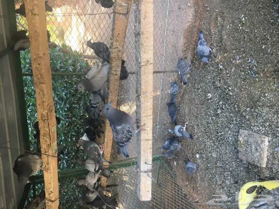 حمام سوادي للبيع 