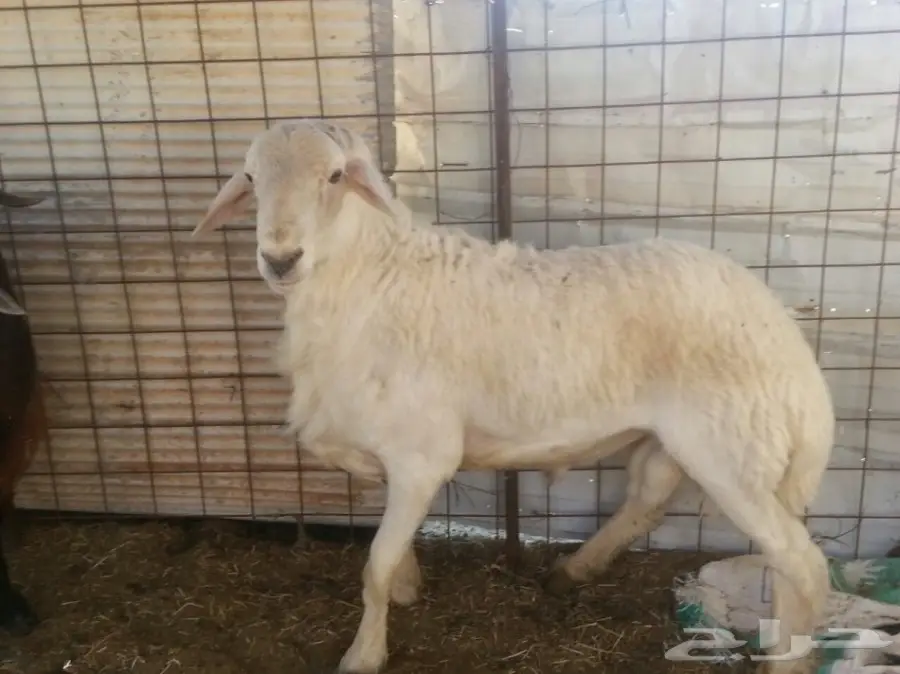 فحل حري صنف