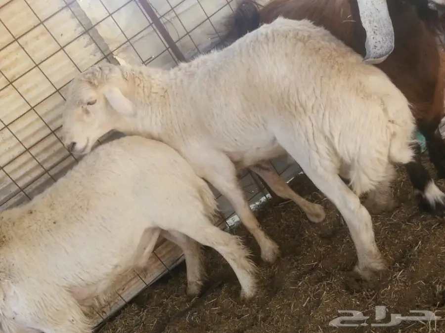 فحل حري صنف (image 1)