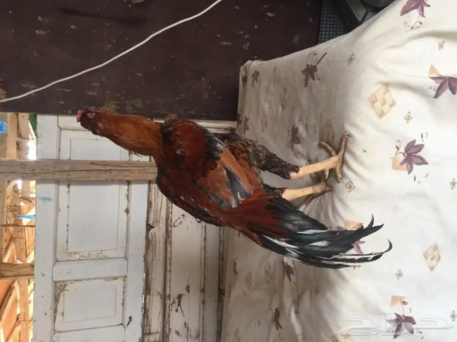 ديكين للبيع (image 2)