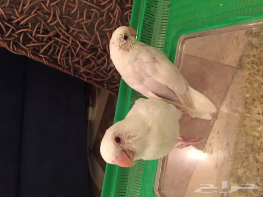 فروخ روز البينو وباليد