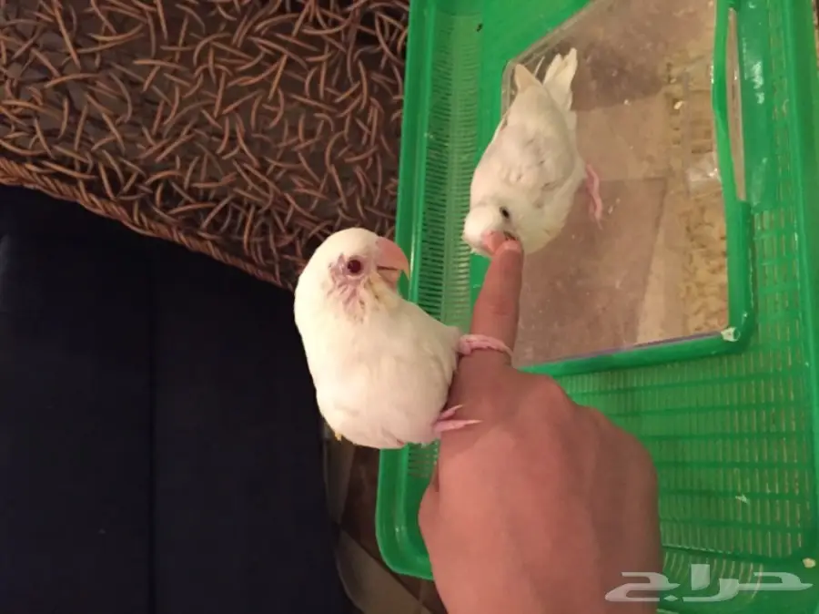 فروخ روز البينو وباليد (image 1)