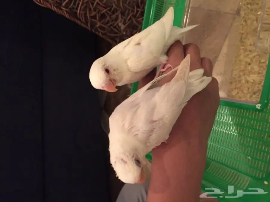 فروخ روز البينو وباليد (image 2)