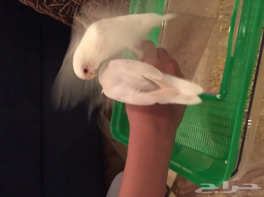 فروخ روز البينو وباليد (image 3)