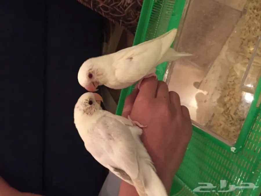 فروخ روز البينو وباليد (image 4)