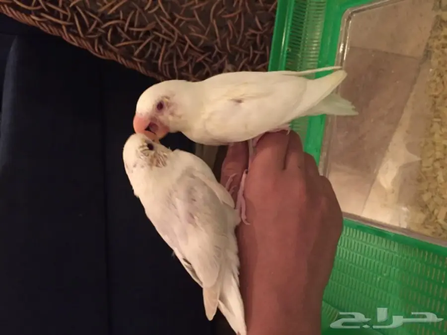 فروخ روز البينو وباليد (image 5)