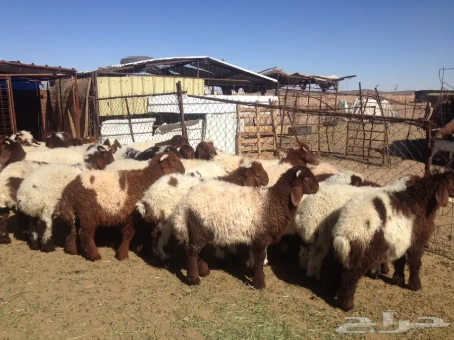 35 هرافى نعيم 3-4 شهورسمان وشعره زينه