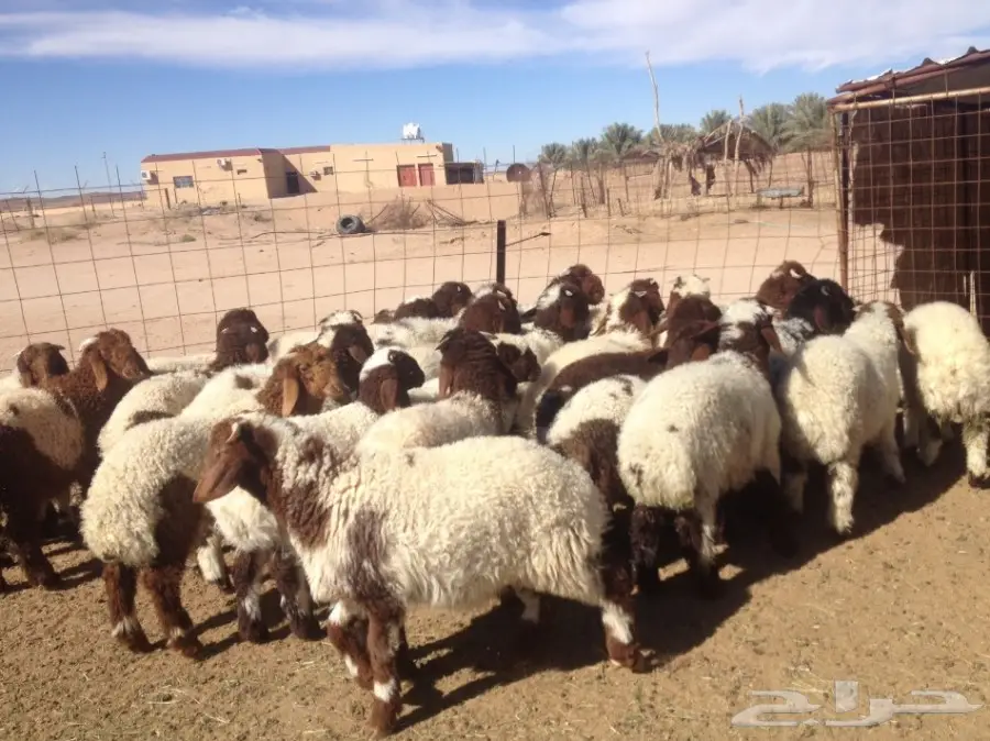 35 هرافى نعيم 3-4 شهورسمان وشعره زينه (image 1)