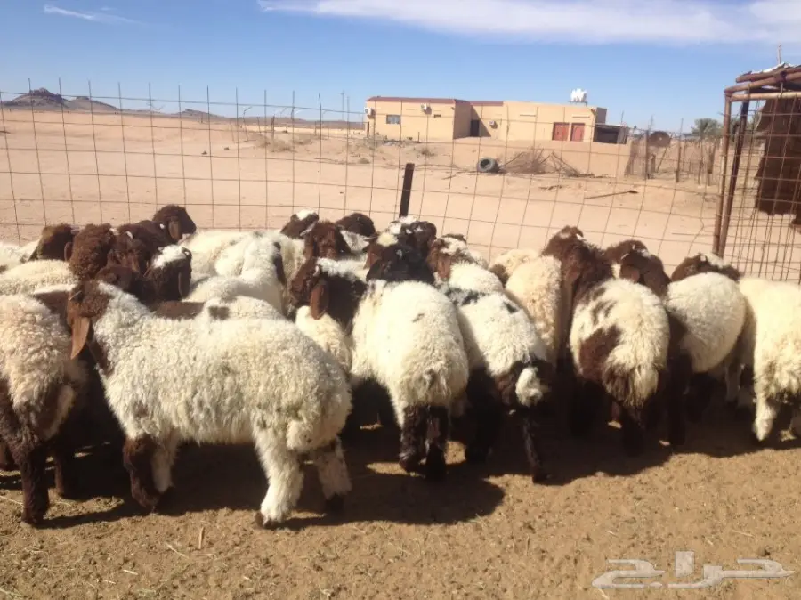 35 هرافى نعيم 3-4 شهورسمان وشعره زينه (image 2)