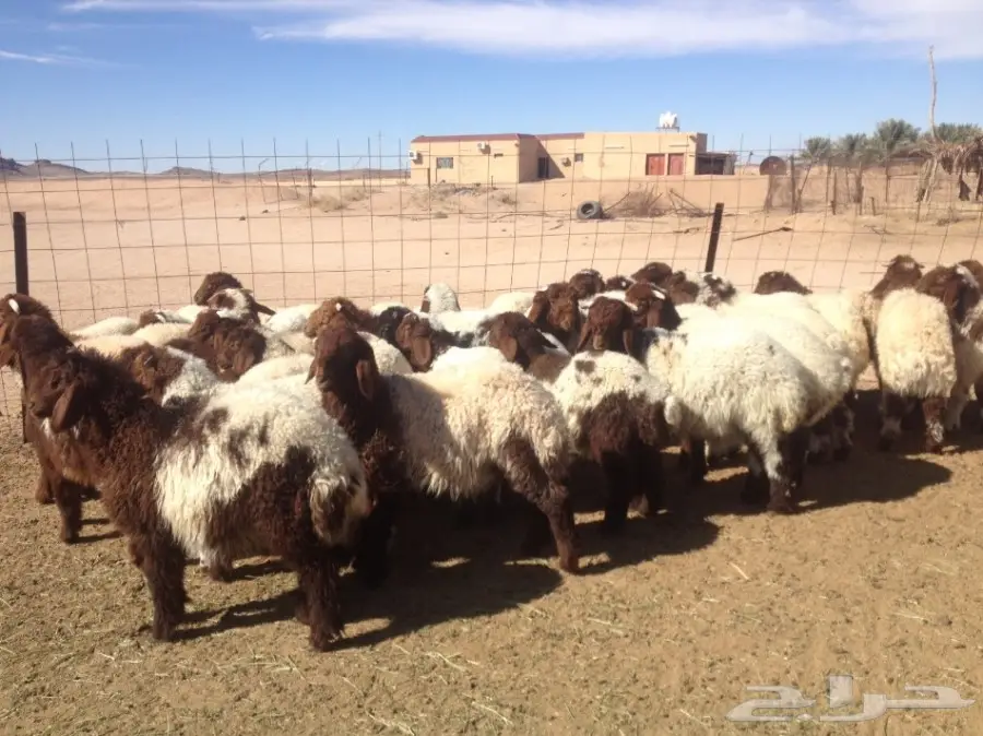 35 هرافى نعيم 3-4 شهورسمان وشعره زينه (image 3)