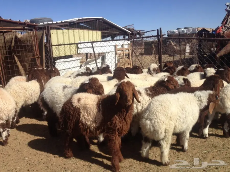 35 هرافى نعيم 3-4 شهورسمان وشعره زينه (image 4)