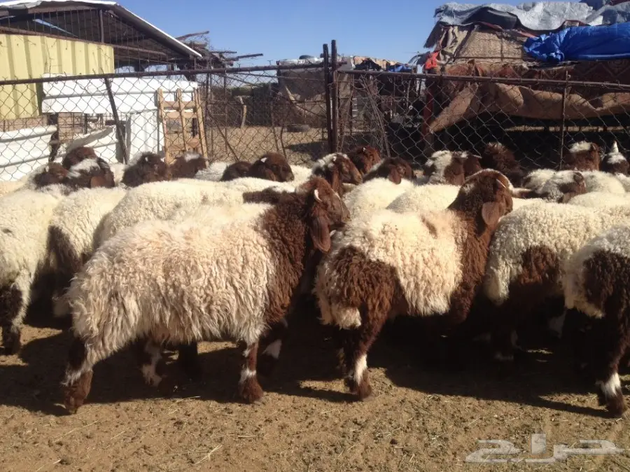 35 هرافى نعيم 3-4 شهورسمان وشعره زينه (image 5)