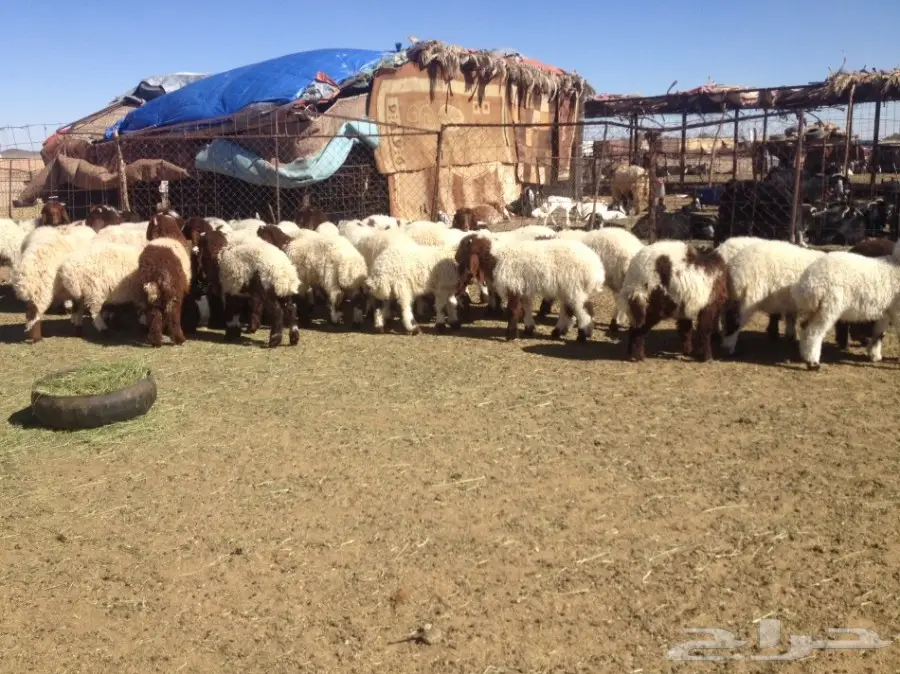 35 هرافى نعيم 3-4 شهورسمان وشعره زينه (image 6)