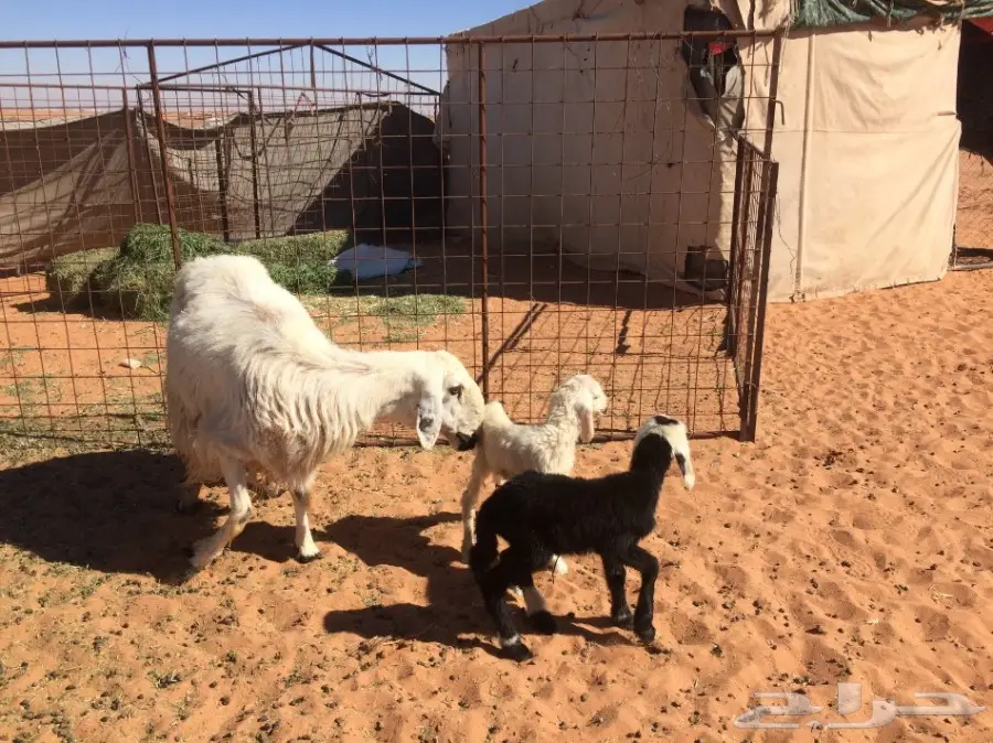 شاه عيسيه متاوم (image 3)