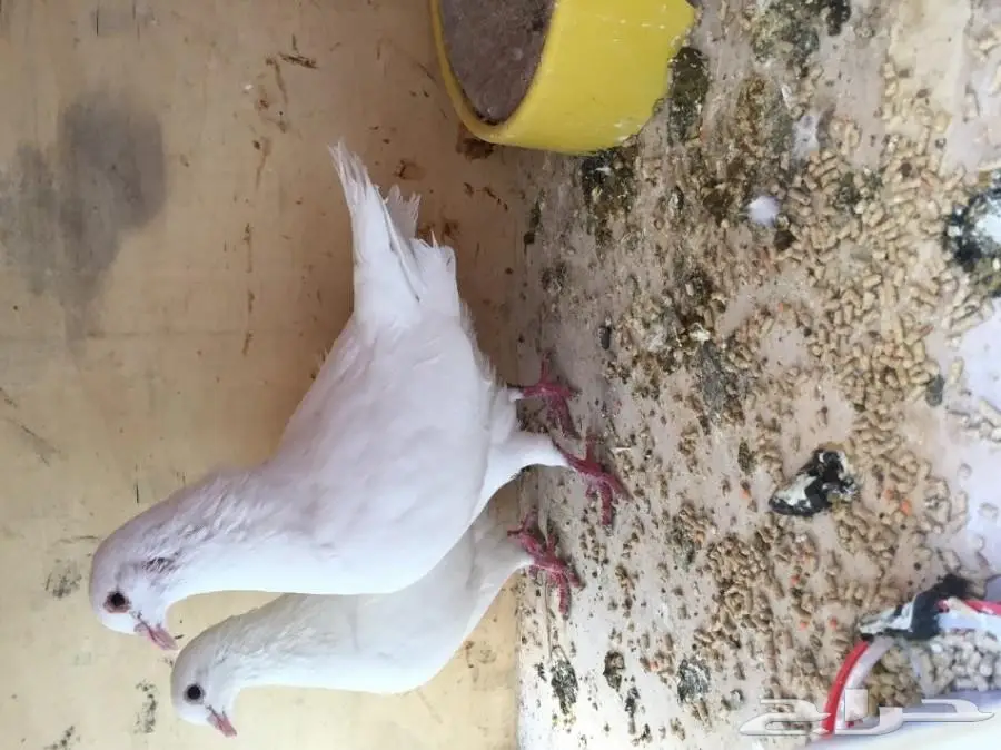 جوزين حمام فرنسي 