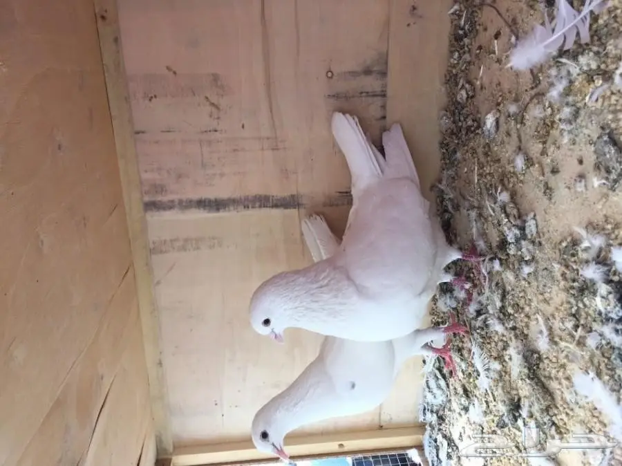 جوزين حمام فرنسي  (image 1)