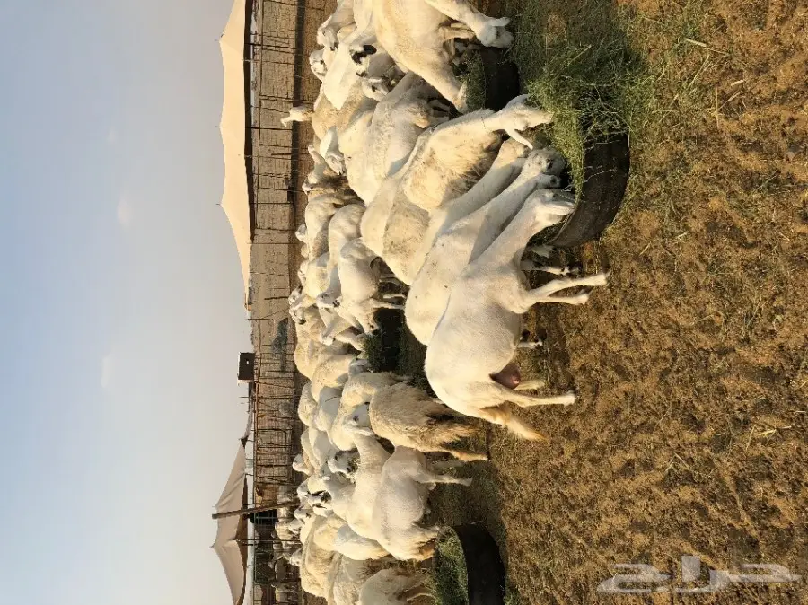 غنم حرية عدد 130 راس صنف من غنم شهران مراح  (image 2)