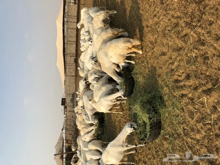 غنم حرية عدد 130 راس صنف من غنم شهران مراح  (image 5)
