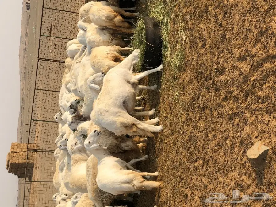 غنم حرية عدد 130 راس صنف من غنم شهران مراح  (image 22)