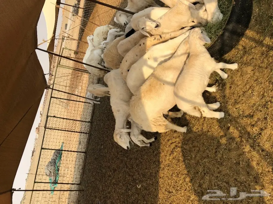 غنم حرية عدد 130 راس صنف من غنم شهران مراح  (image 26)