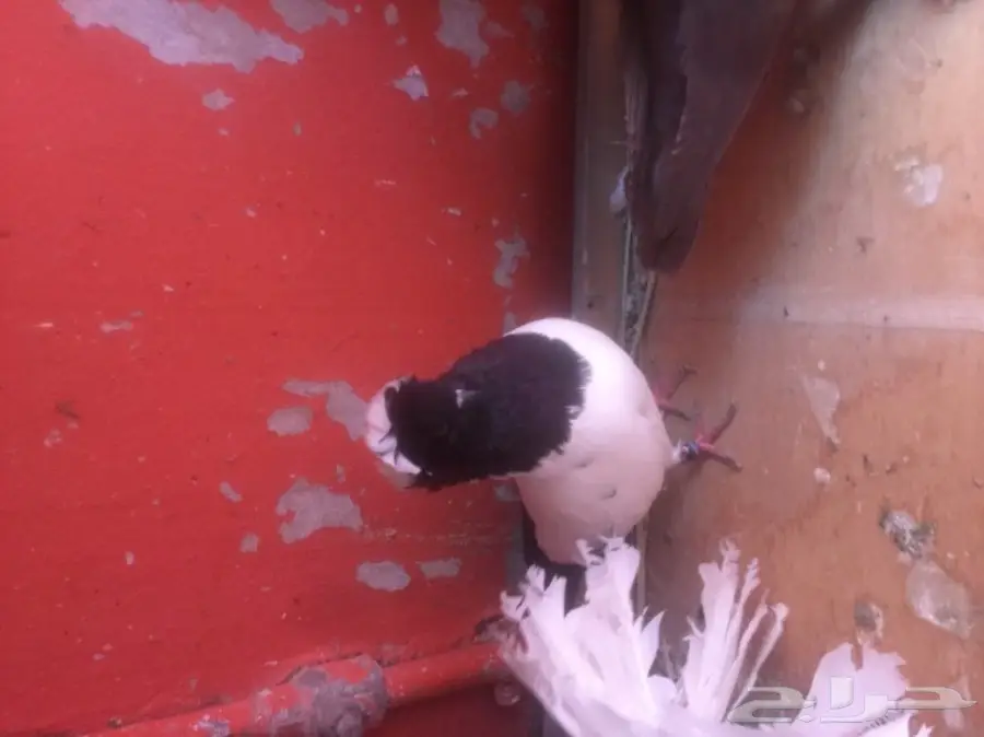 حمام حضان (image 1)