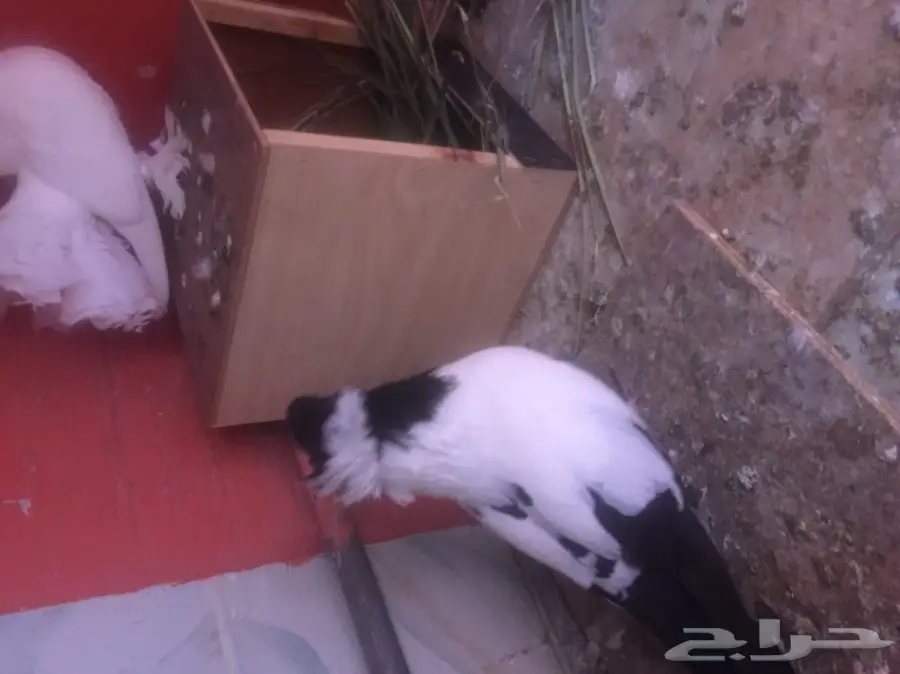 حمام حضان (image 2)