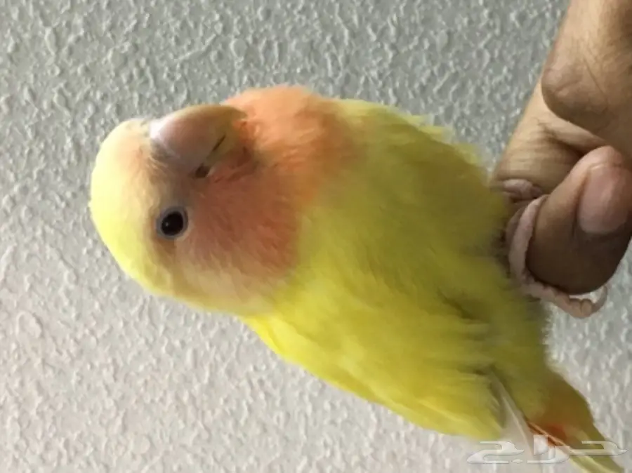 روز هدد (image 1)