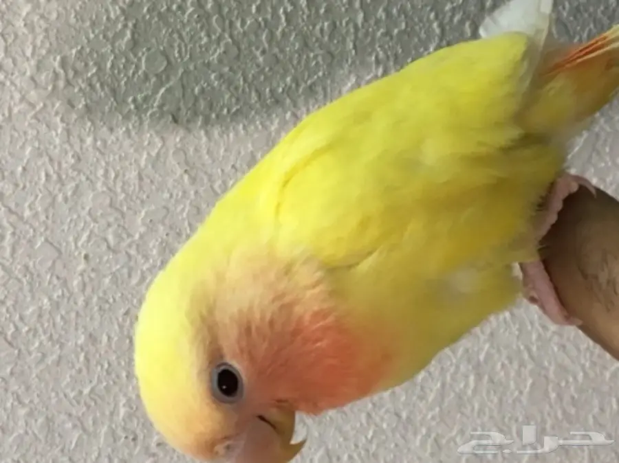 روز هدد (image 2)