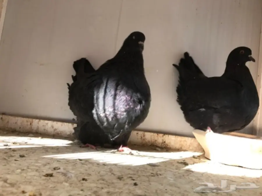 فرش اسود  (image 1)