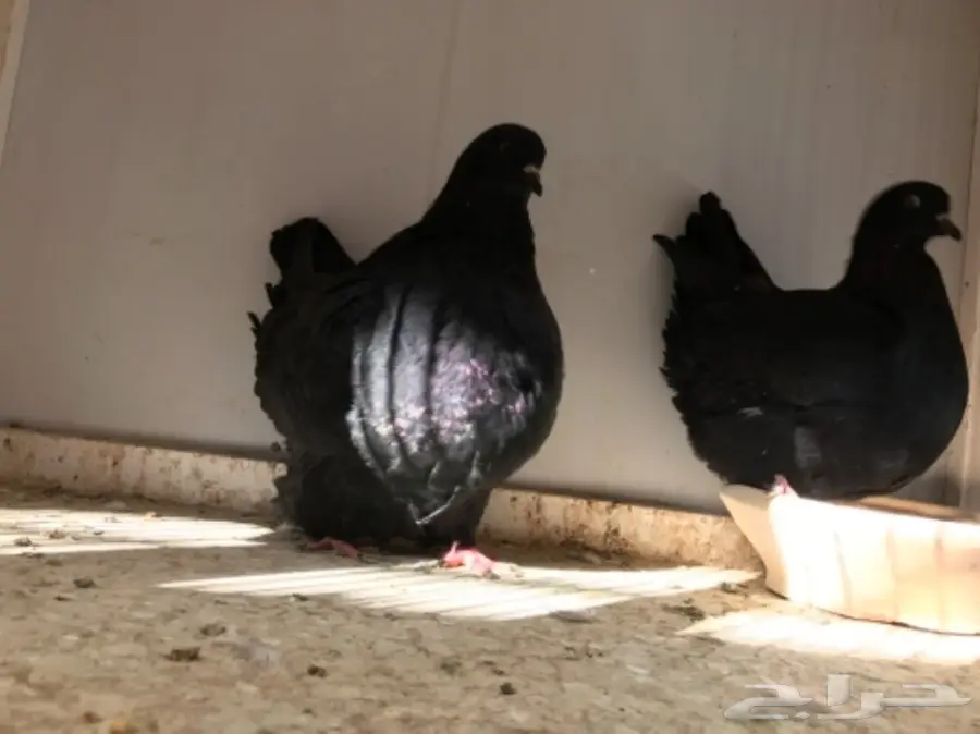 فرش اسود  (image 2)