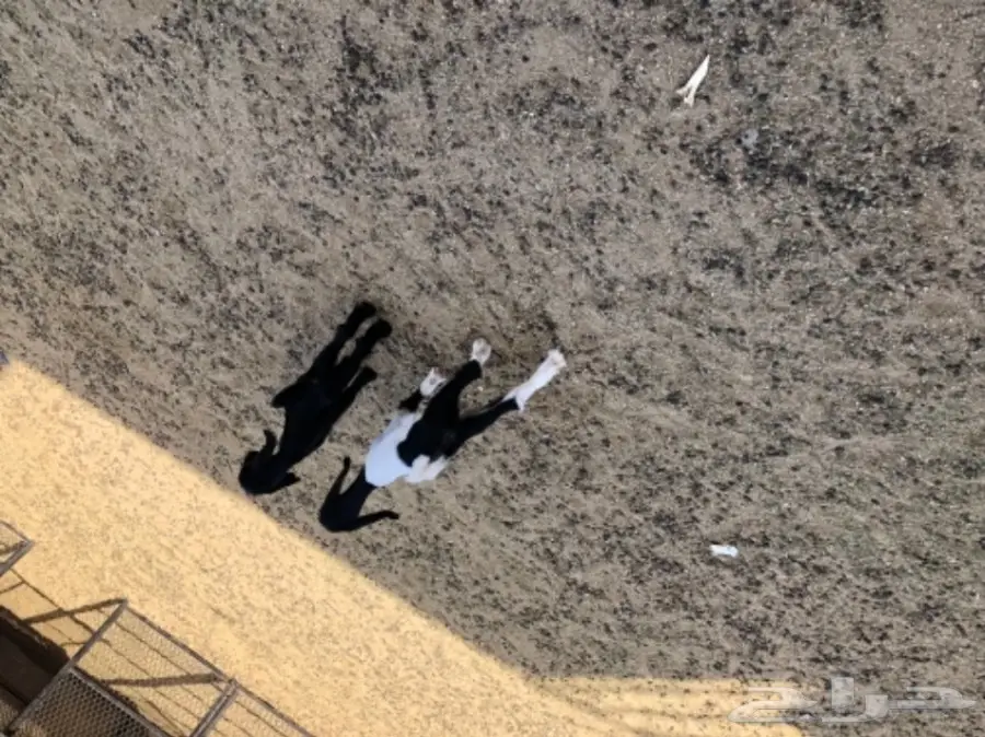 للبيع ماعز مع عيالها 