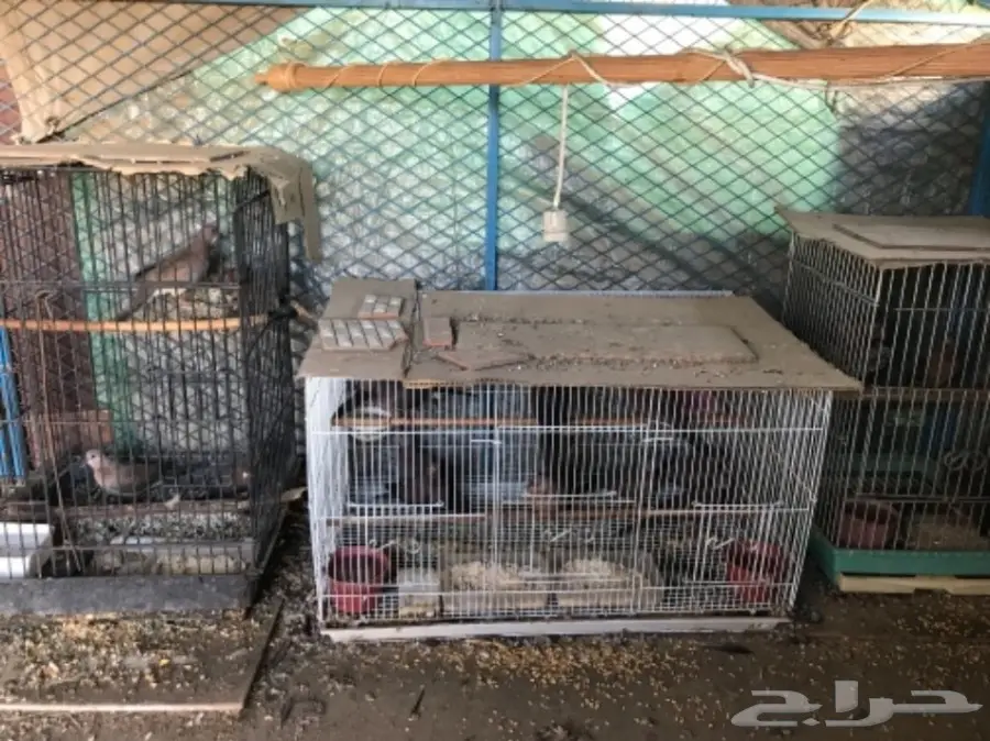 قماري للبيع