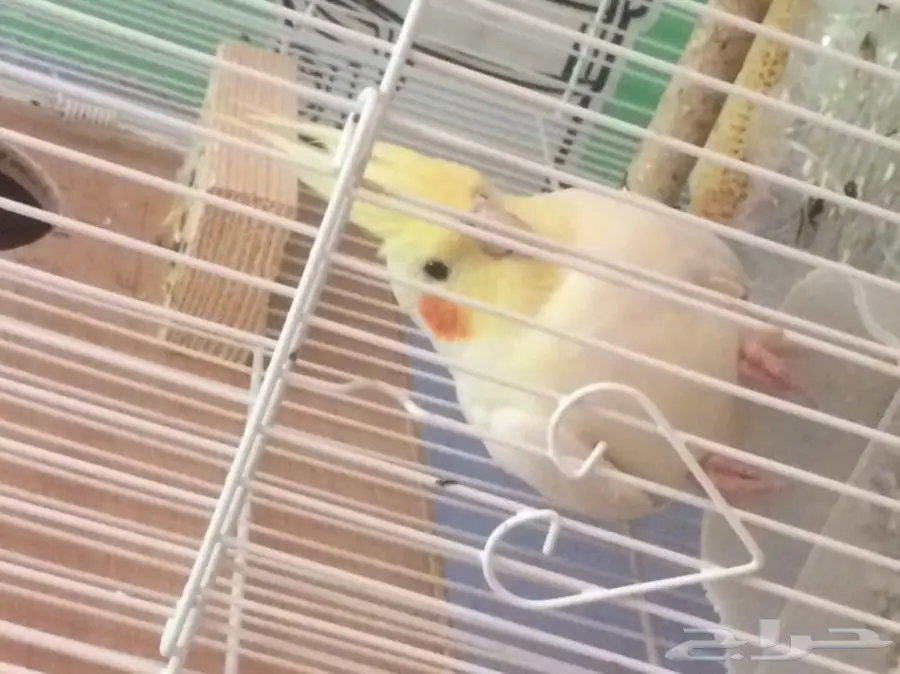 كروان (image 1)