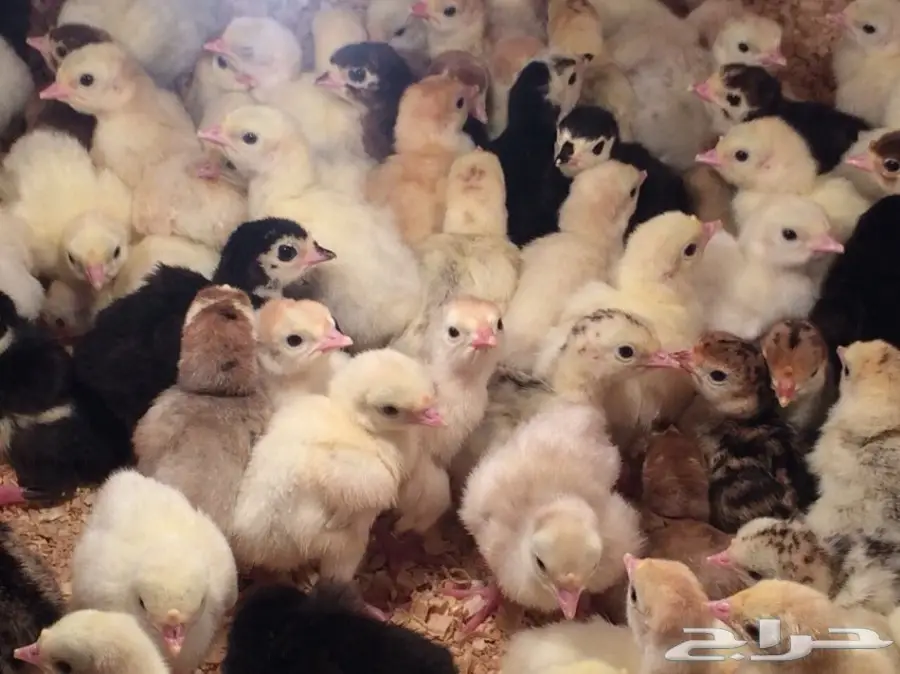 صوص رومي الغالب لون فواتح