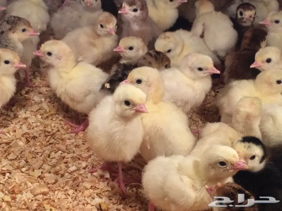 صوص رومي الغالب لون فواتح (image 1)