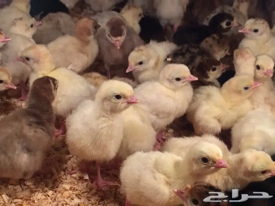 صوص رومي الغالب لون فواتح (image 3)