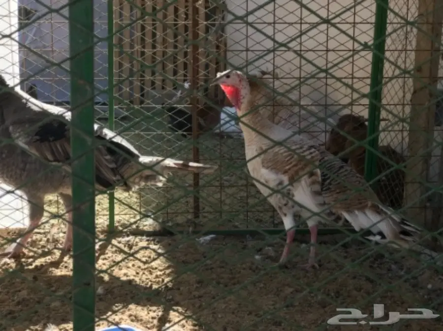 غنم رفيدي مهجن و دجاج و أنواع من البط و رومي (image 1)