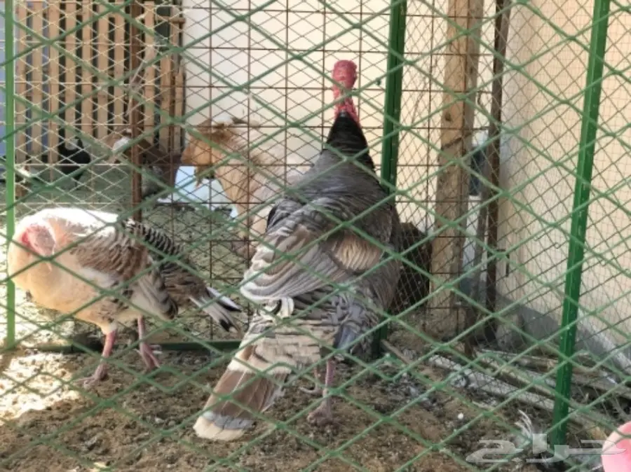 غنم رفيدي مهجن و دجاج و أنواع من البط و رومي (image 2)