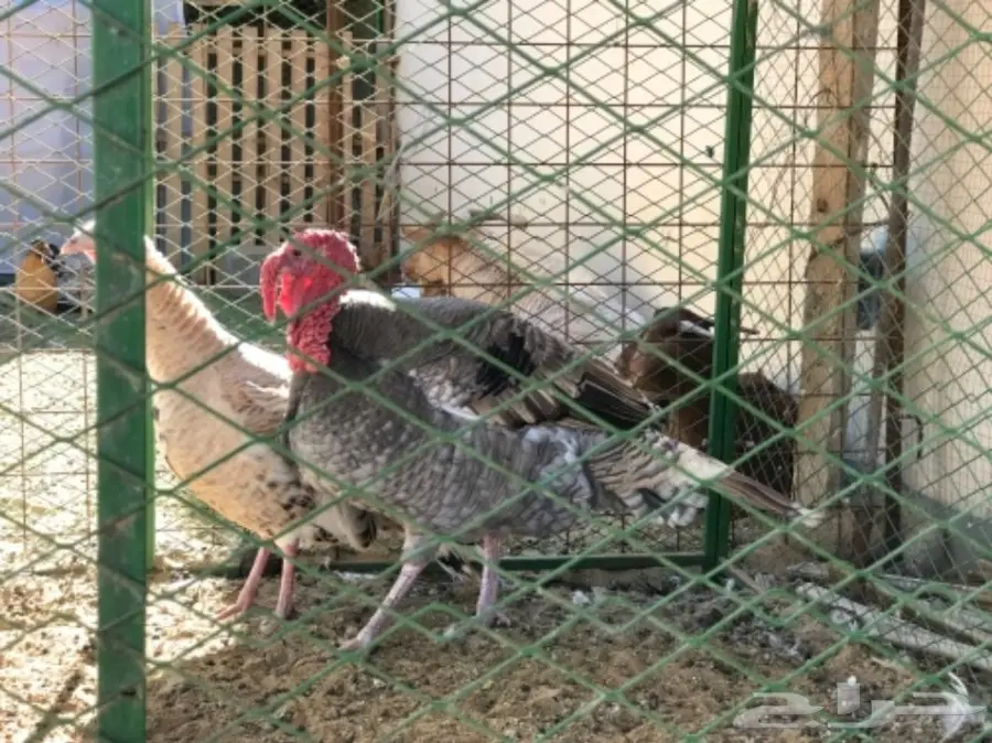 غنم رفيدي مهجن و دجاج و أنواع من البط و رومي (image 3)