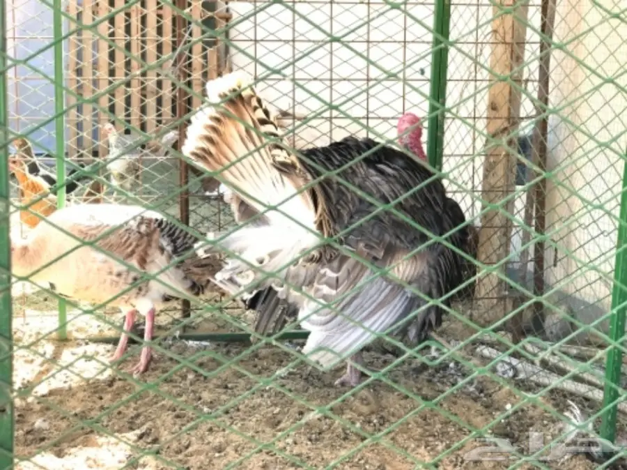 غنم رفيدي مهجن و دجاج و أنواع من البط و رومي (image 4)