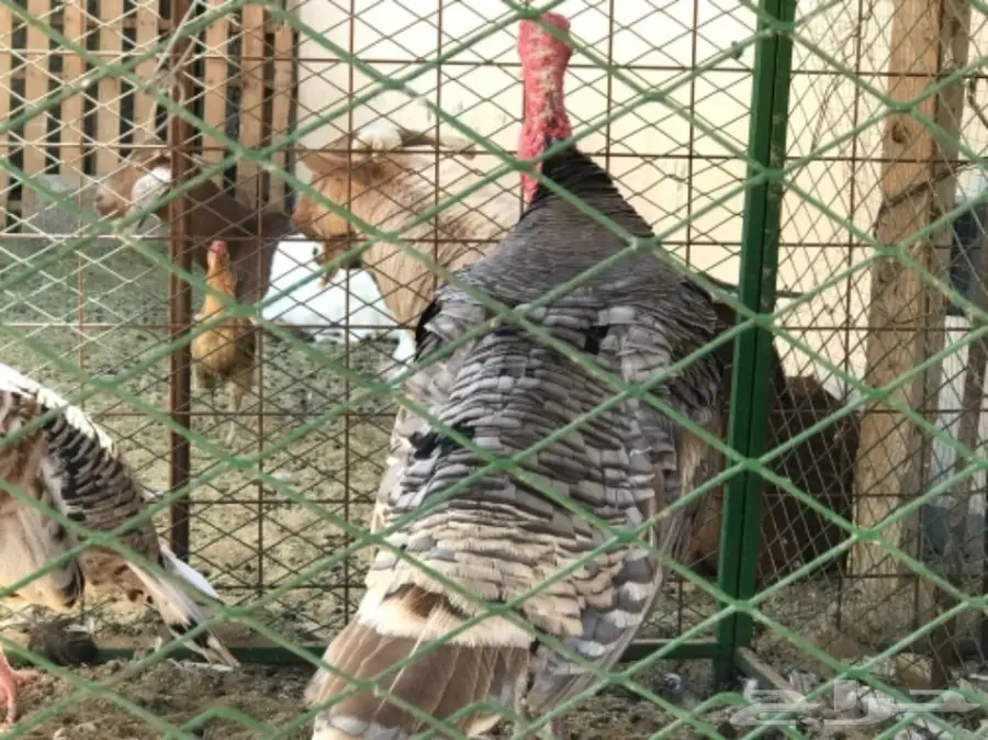 غنم رفيدي مهجن و دجاج و أنواع من البط و رومي (image 5)