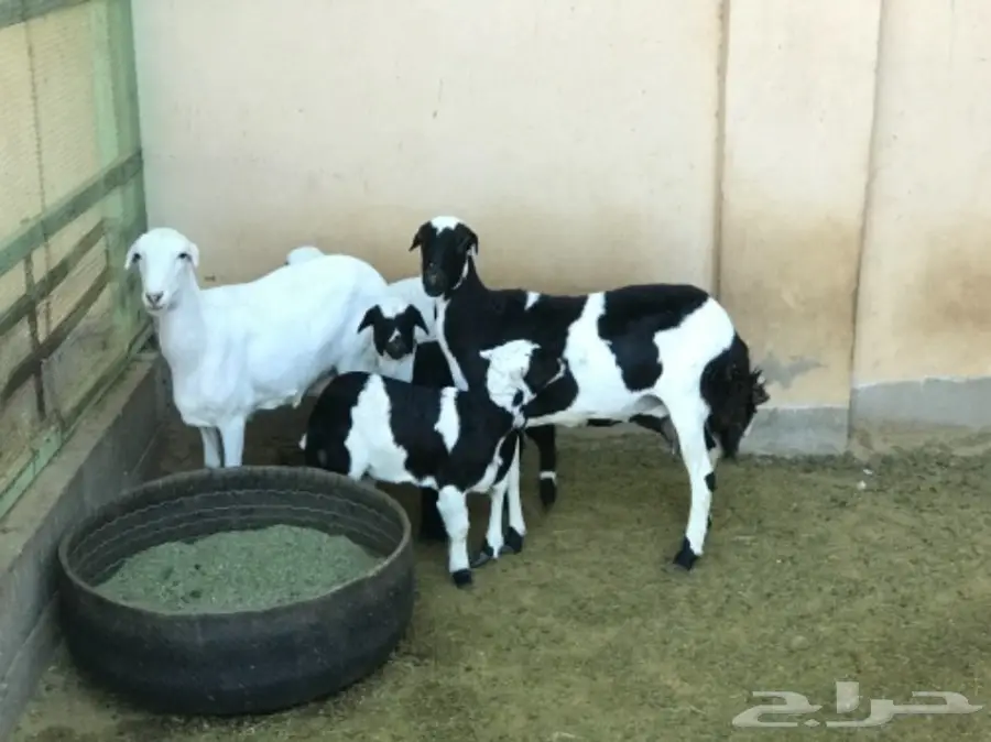 غنم رفيدي مهجن و دجاج و أنواع من البط و رومي (image 6)