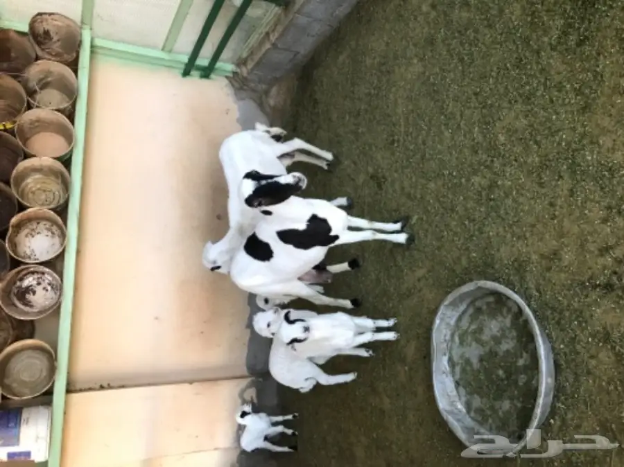 غنم رفيدي مهجن و دجاج و أنواع من البط و رومي (image 7)