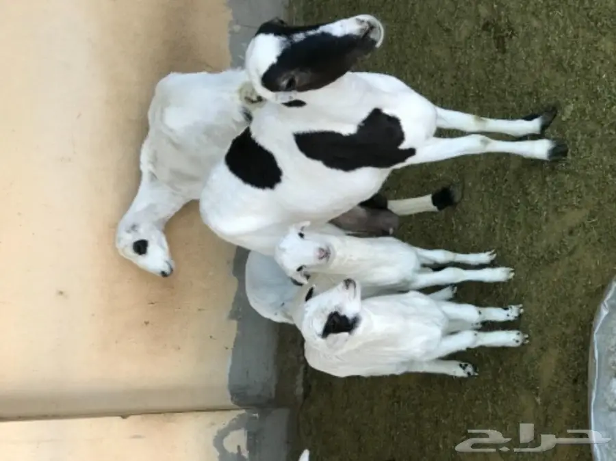 غنم رفيدي مهجن و دجاج و أنواع من البط و رومي (image 8)