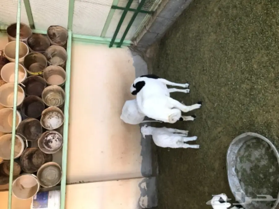 غنم رفيدي مهجن و دجاج و أنواع من البط و رومي (image 9)